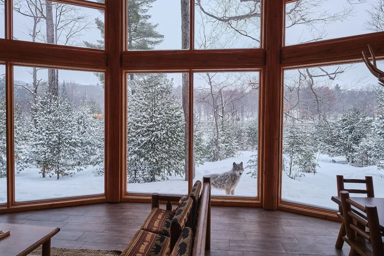 wold standing outside of a glass window